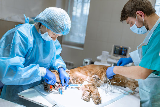 Surgery